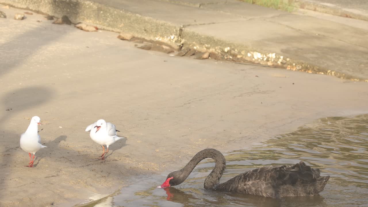 cisne negro interactuando con gaviotas en una playa