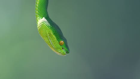 La-Víbora-De-Labios-Blancos-Es-Una-Víbora-Venenosa-Endémica-Del-Sudeste-Asiático-Y-A-Menudo-Se-Encuentra-Durante-La-Noche-Esperando-En-Una-Rama-O-Rama-De-Un-árbol-Cerca-De-Un-Cuerpo-De-Agua-Con-Muchos-Alimentos