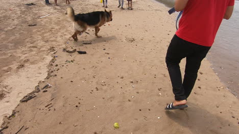 un perro alemán camina por la playa siguiendo