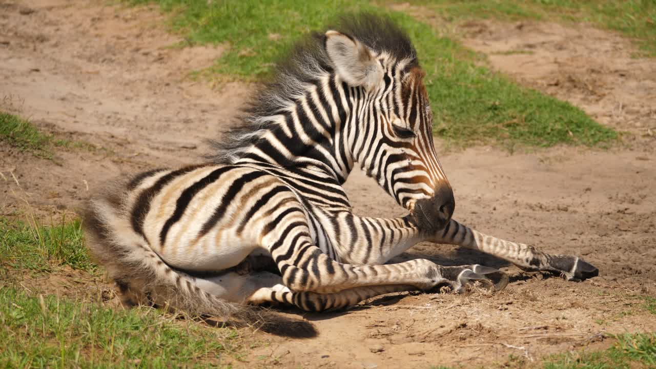 Cucciolo di zebra stanco perde l'equilibrio mentre si addormenta nella savana africana, Sudafrica