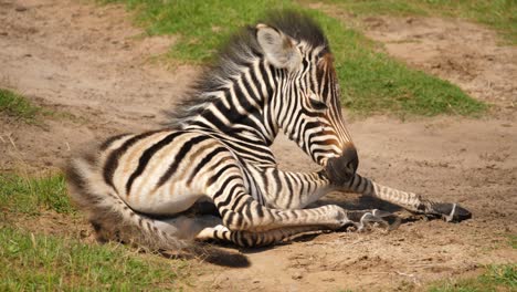 tired baby zebra loses balance while falling asleep on the african savannah, south africa