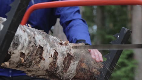 man sawing a birch log with a bow saw in forest in repovesi national park in finland, stationary shot