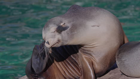 sea-lions