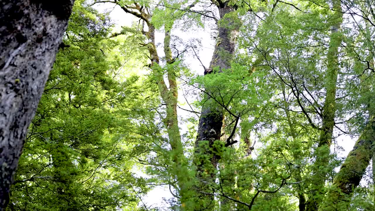 Lush green trees sway gently under bright sunlight, capturing the tranquility of a New Zealand forest