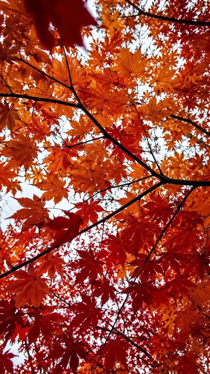 Close-up upward view of dense maple canopy showing overlapping red and orange autumn leaves attached to thin dark branches, with soft sky light creating rich color, texture, and seasonal depth