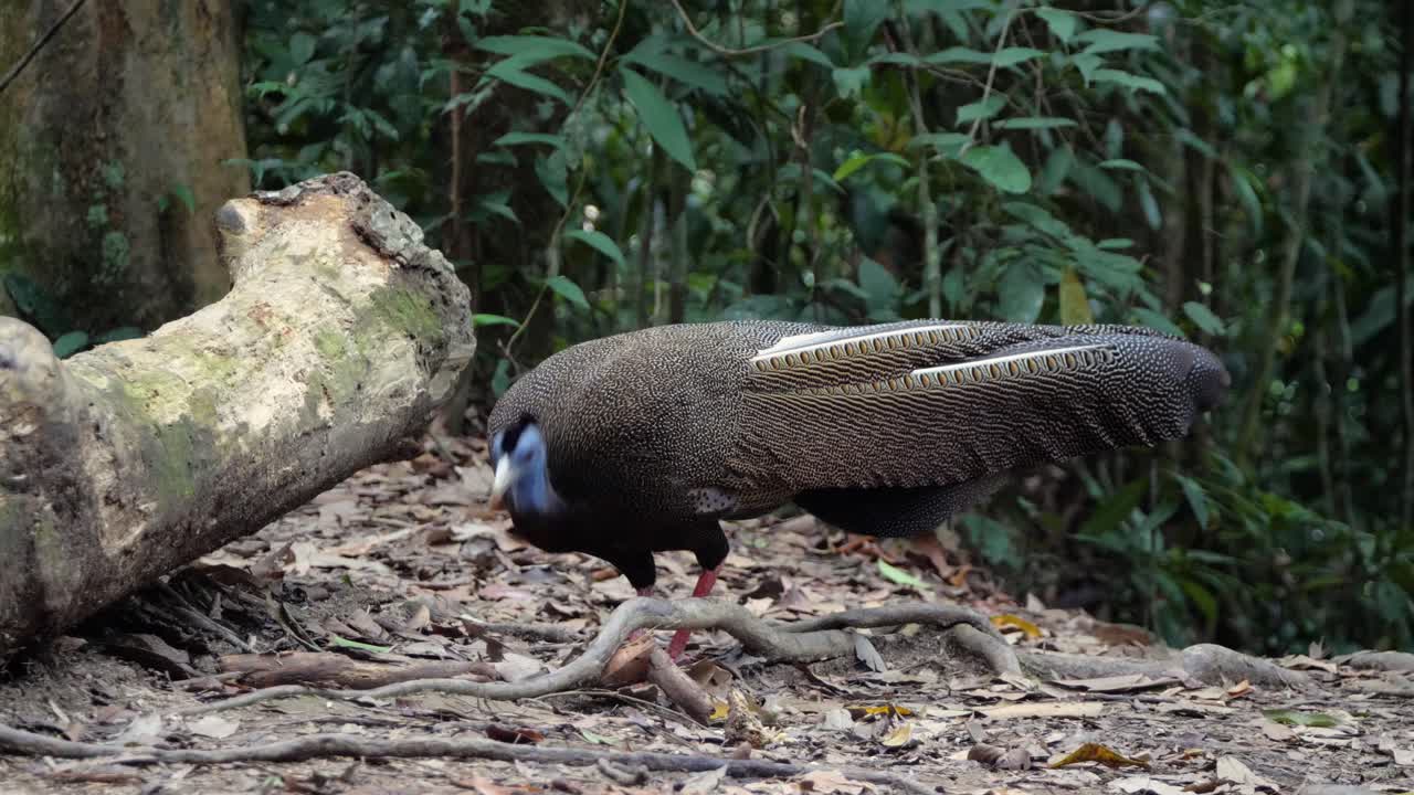 toma en cámara lenta de gran argus macho alimentándose en el suelo del bosque en la selva tropical en bukit lawang, sumatra, indonesia