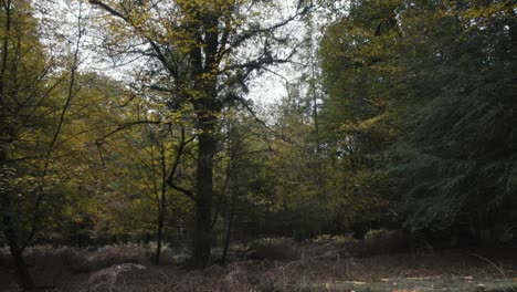 Tilt-up-from-recently-harvested-logs-to-forest-canopy-above