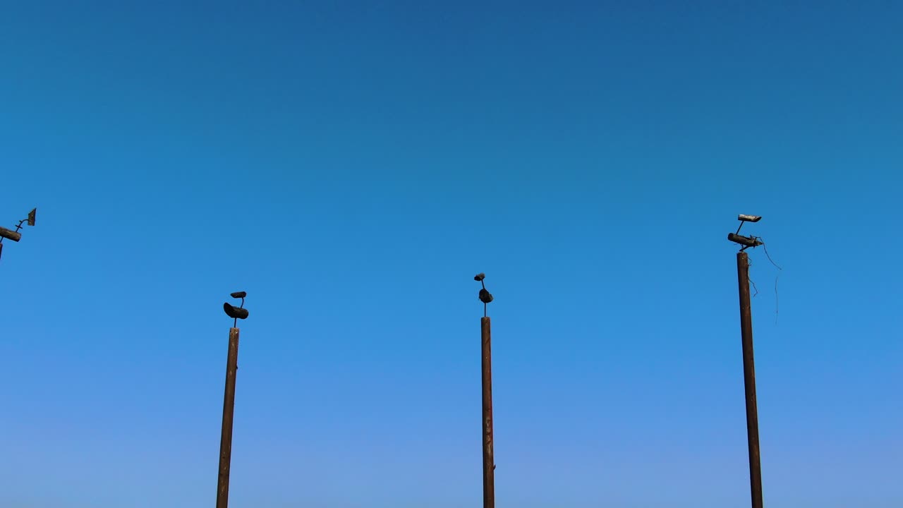 social distance between bird models