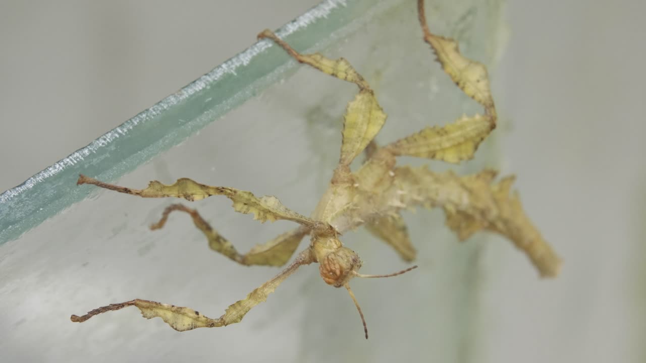 ガラスの壁に張り付いて伸びをする棒状の動物の全身ショット