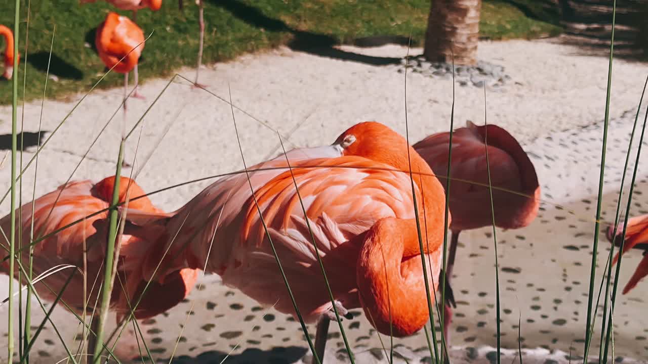 플라밍고가 휴식을 취하고
