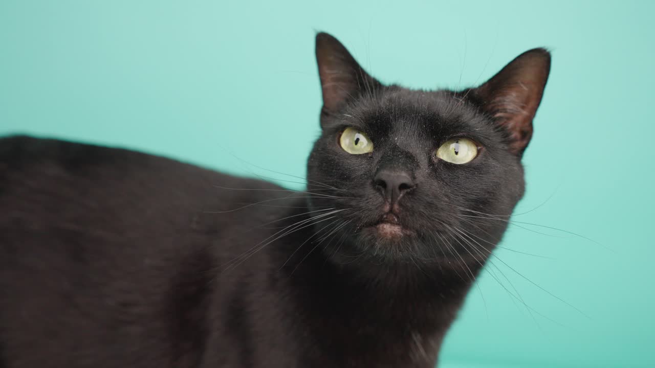 Black cat making funny faces on turquoise background