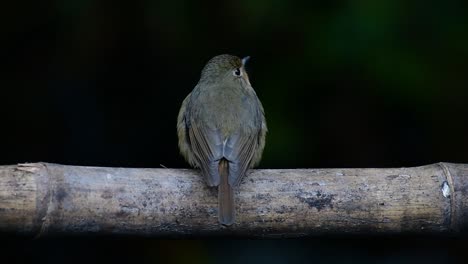 papamoscas azul de la colina posado en un bambú, cyornis whitei