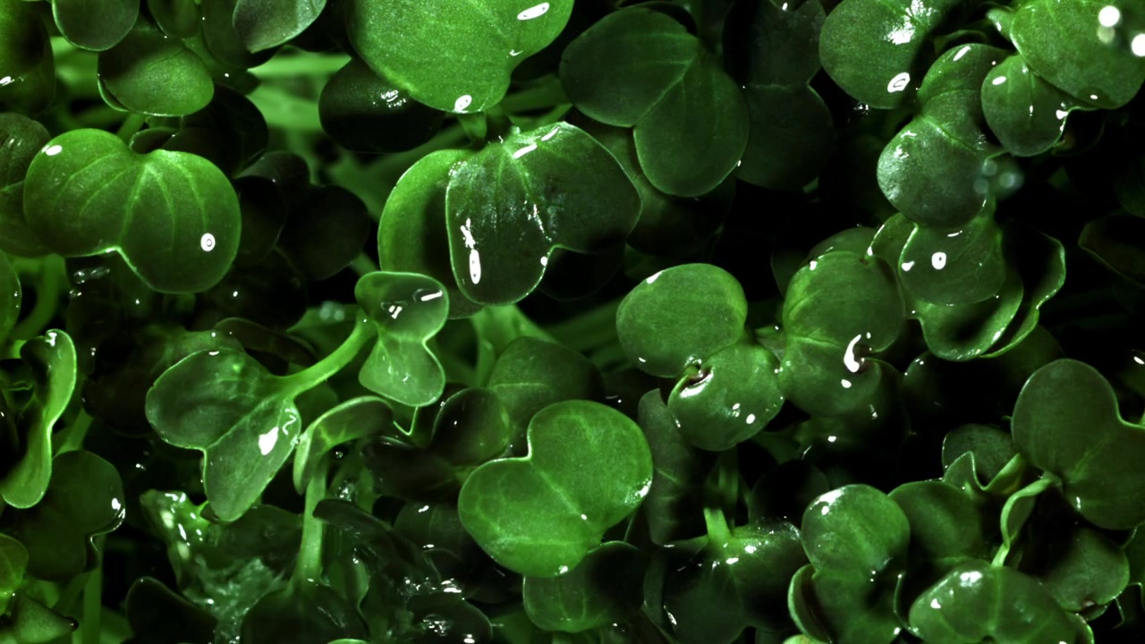 Gotas de água em câmera lenta espirrando em microverdes verdes frescos