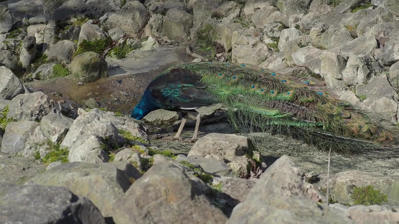 Colorful Peacock Drinking Water Among Rocks