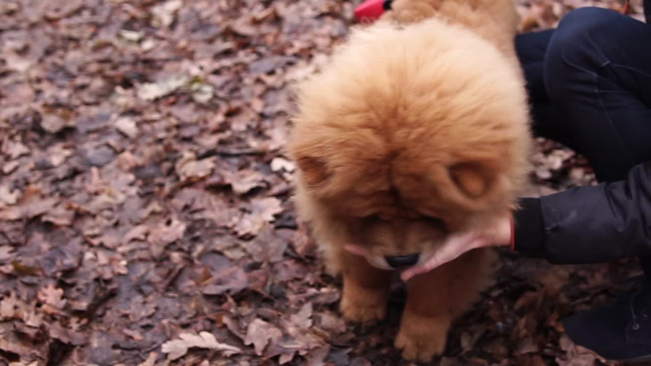 Fluffy Chow Chow Puppy in Autumn Leaves