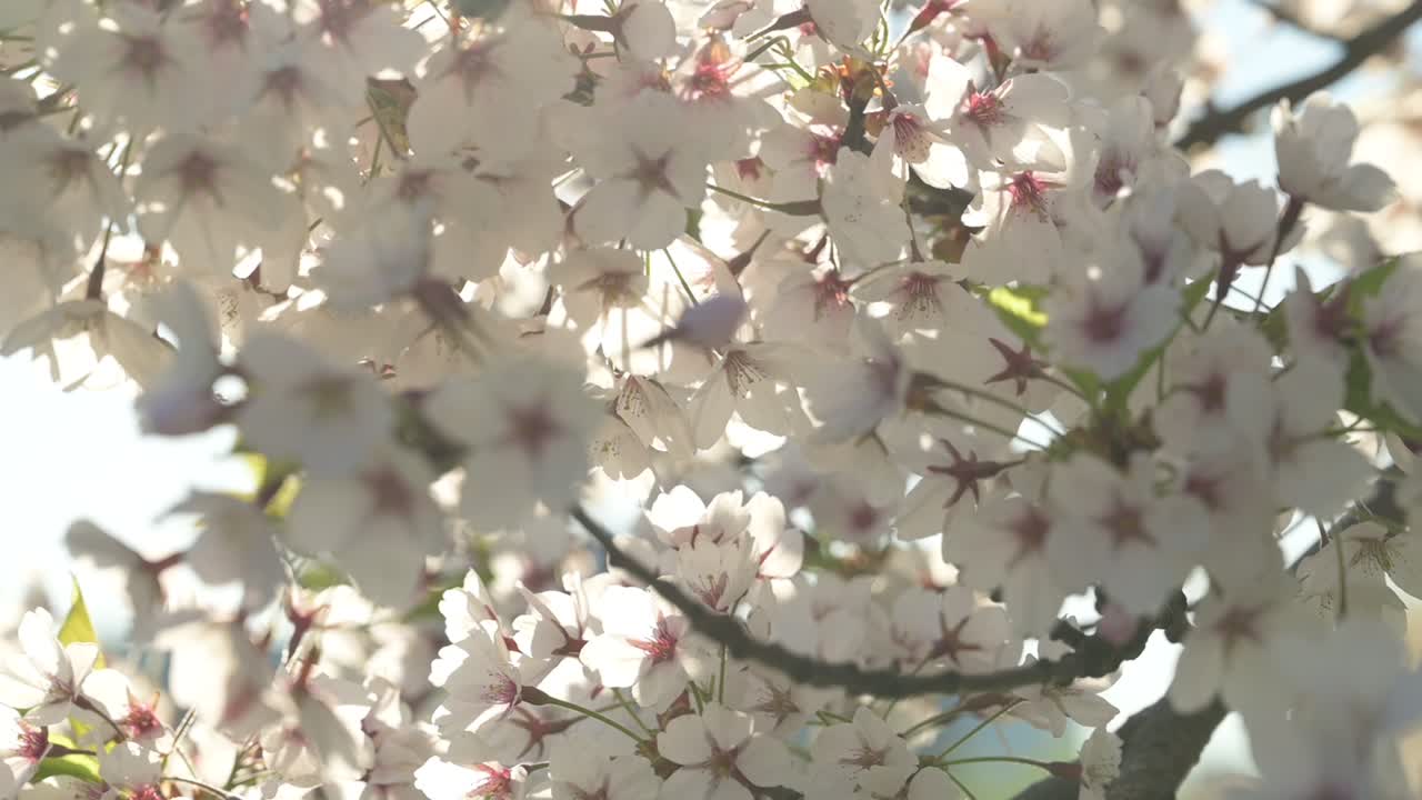 abeja trabajando en flor de cerezo