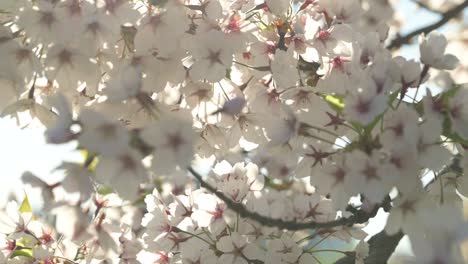 bee working on cherry tree blossom