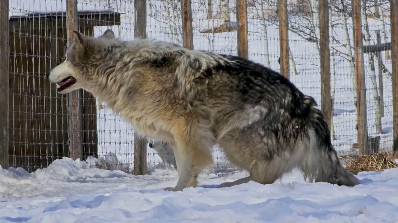 Gray wolf rises from the snow in a winter enclosure, capturing a natural wildlife moment with thick fur, alert posture, and cold woodland surroundings in bright daylight