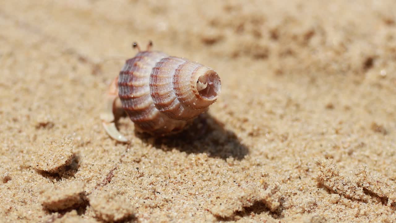 A hermit crab moves across a sandy beach in Phuket, Thailand, under bright sunlight, showcasing natural behavior and environment