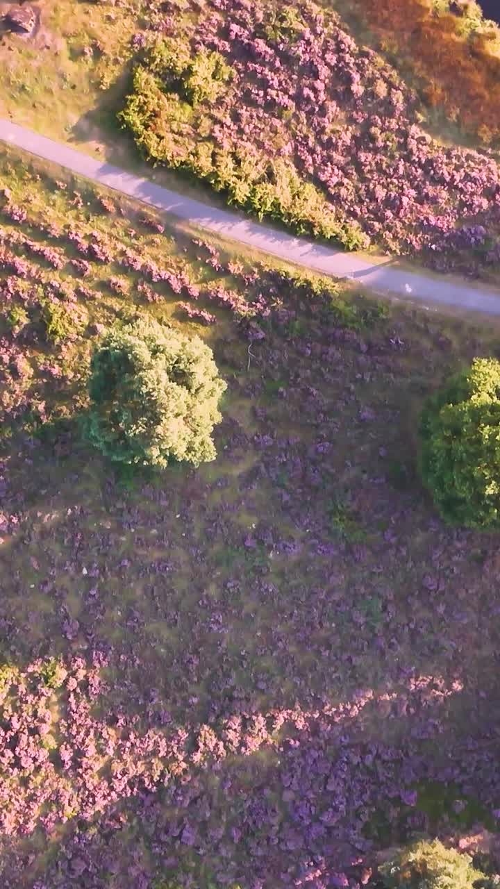 Aerial Drone View of Scenic Lakeside Landscape with Purple Heather and Road
