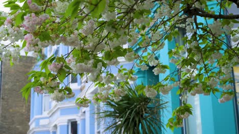 cherry blossom blooming in front of colorfoul buildings in notting hill, london