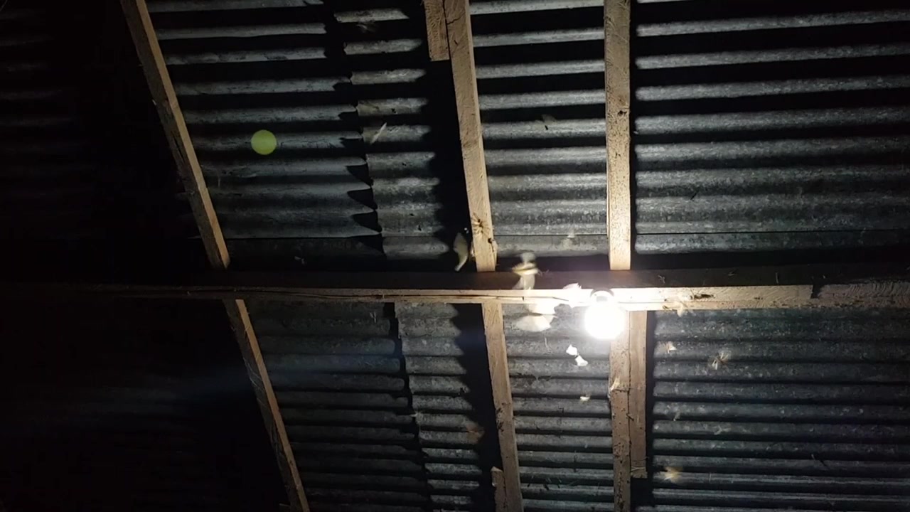 Flying insects surrounding a light bulb in the dark - moving angle