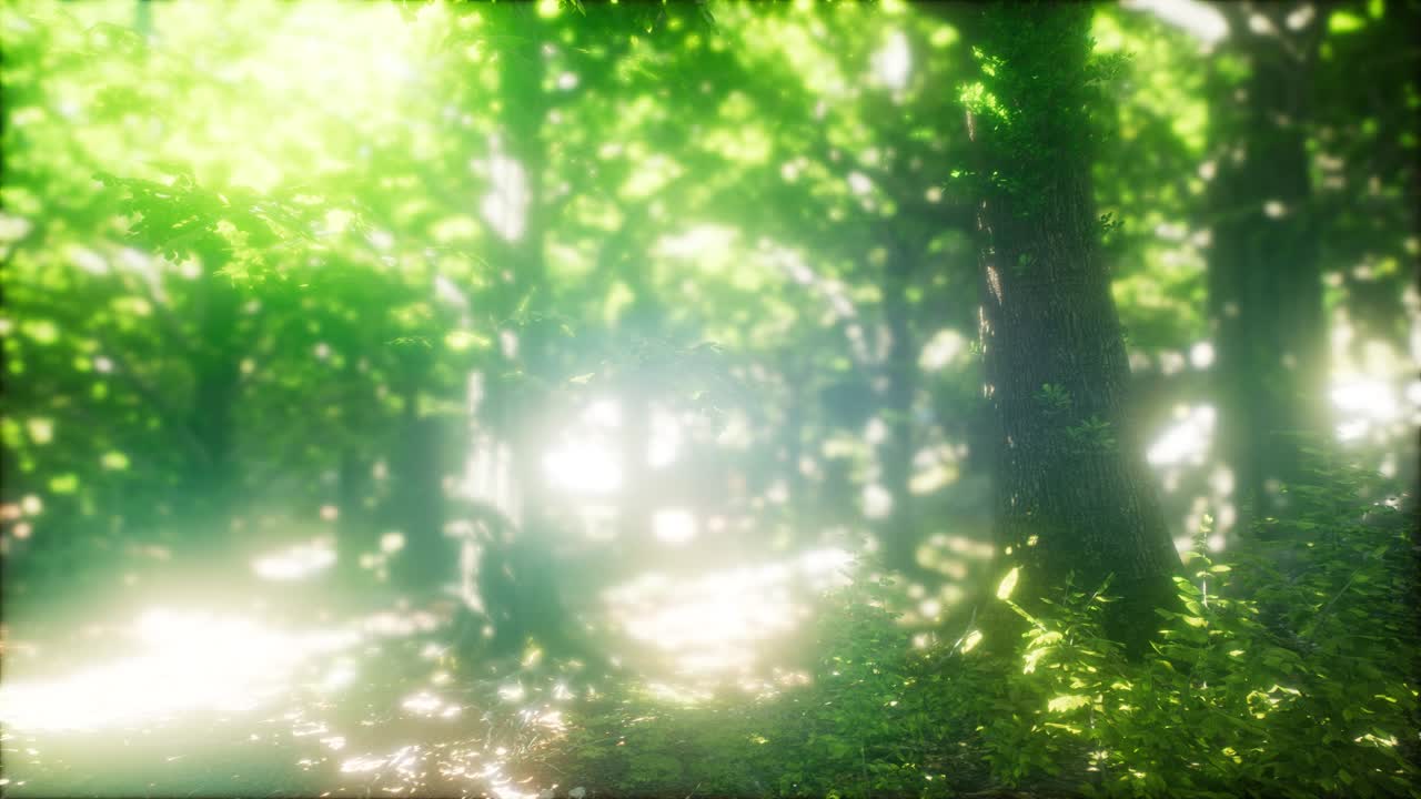 태양 광선과 함께 안개 봄 숲에서 아침