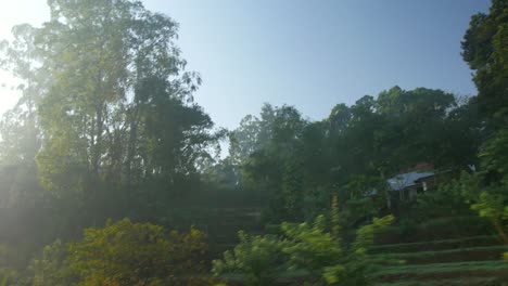 pov shot travelling through sri lankan jungle