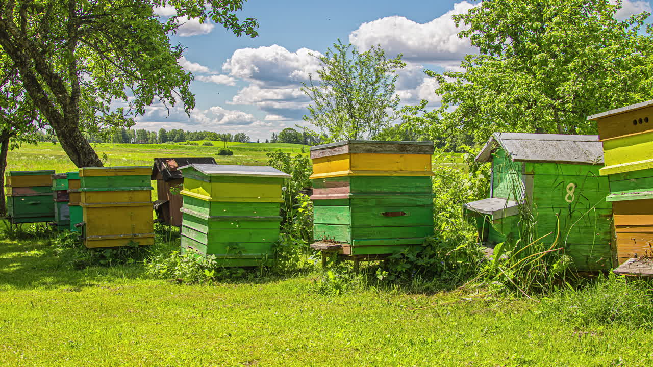 lapso de tiempo de las abejas recolectando polen y regresando a la colmena con un paisaje nublado de verano en el fondo
