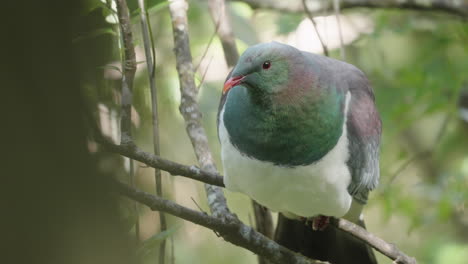 close-up of wood pigeon kereru in the forest near wellington north island, new zealand