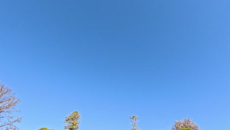 trees and grass under a clear blue sky