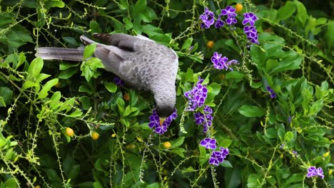 grey bird eating flowers in a bush