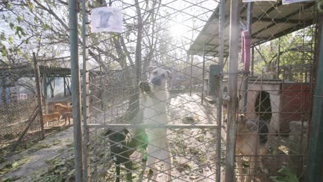 camera moved towards a brown white dog that is standing against a fence in a humane society