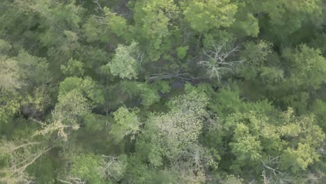 Luftaufnahme-Von-Oben-Mit-Blick-Auf-Einen-Wald-Voller-Bäume-Und-Einen-Wasserstrahl,-Der-Durch-Die-Mitte-Fließt