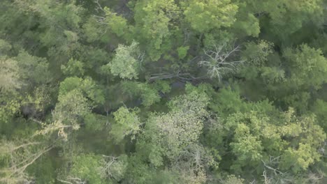 Aerial overhead view looking down over a forest full of trees and a stream of water running through the center