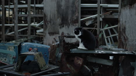 black and white cat on top of old broken tractor by abandoned house