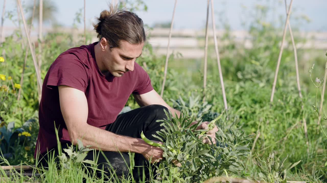 Young male farmer harvesting fresh fava beans