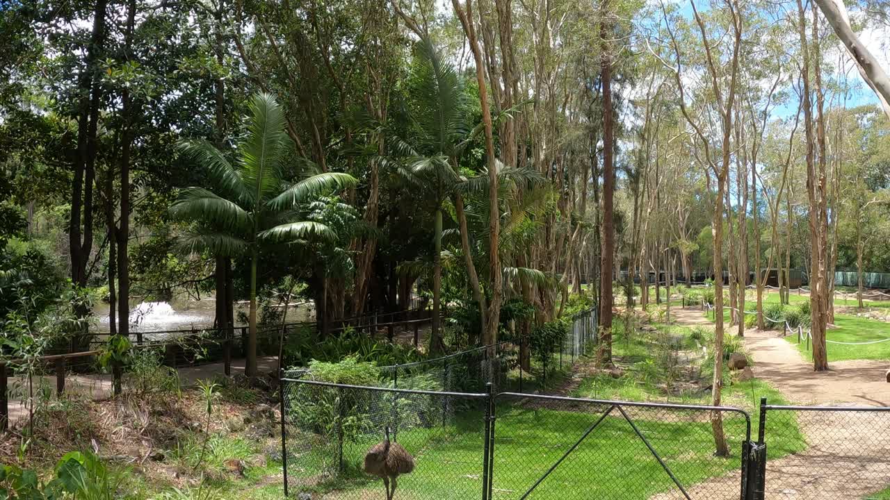 에무 가 울타리 로 둘러싸인 숲 에서 고 있다