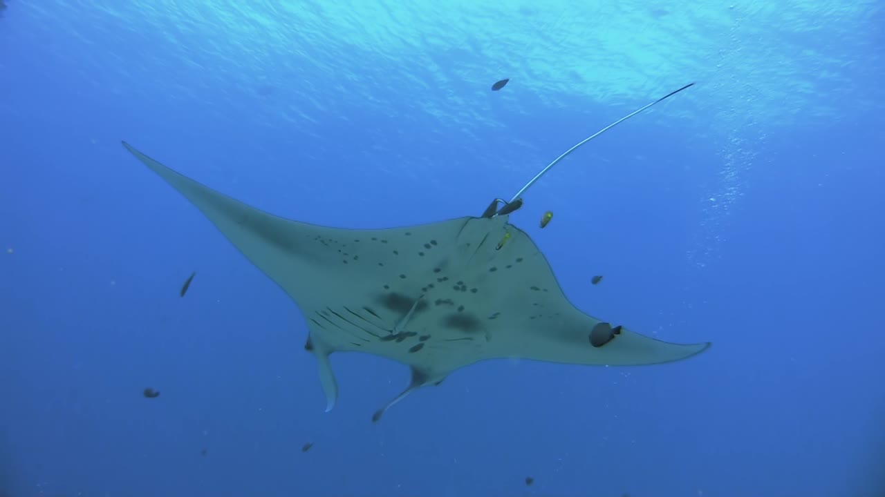 male reef Manta ray being cleaned by butterfly fish and bluestreak cleaner wrasse in blue water while bathing in diver's bubbles