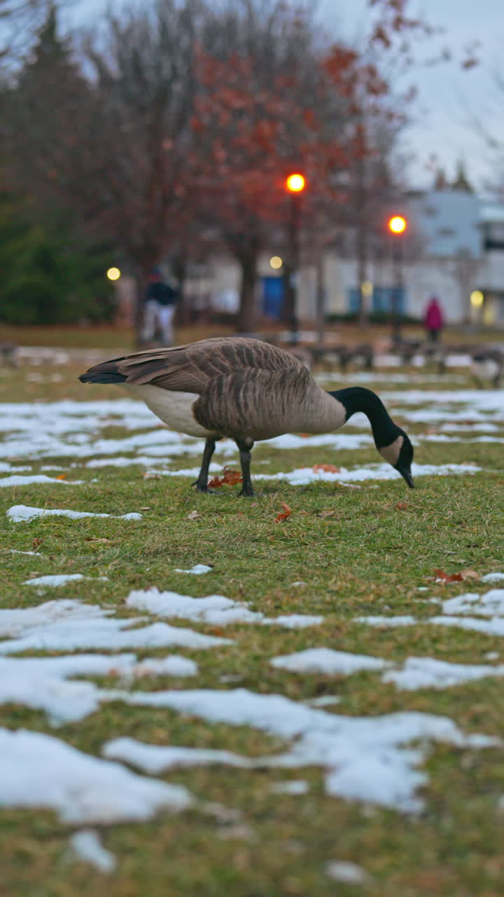 A vertical shot of a Canada goose feeding on snowy grass in a quiet city park during early winter. The bird pecks calmly at the ground while surrounded by light snow patches