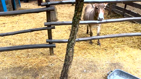 friendly donkey greets people in the stable on a farm in portugal