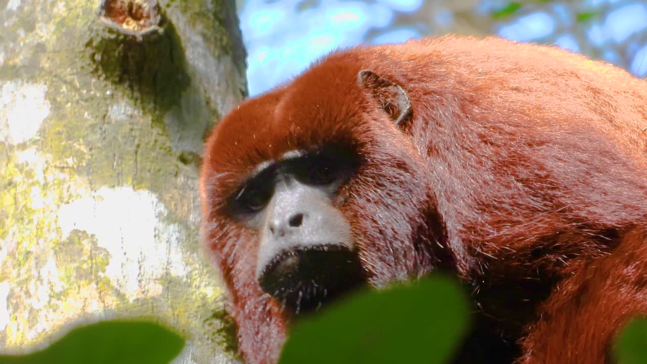 A curious monkey surveys its surroundings from high atop a tree in the lush and vibrant Coffee Axis Region of Colombia.
