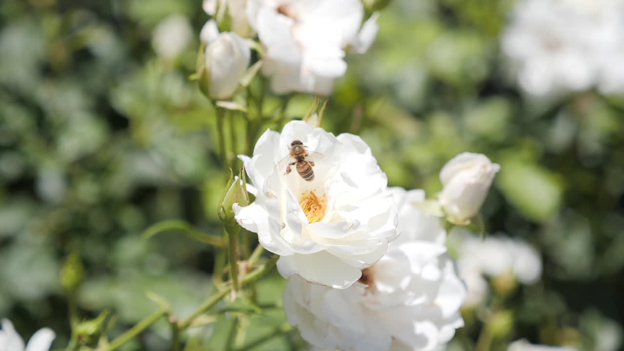 꿀벌 수분 꽃을 닫습니다