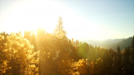 Luftaufnahme-Des-Wunderschönen-Herbstwaldes-Bei-Sonnenuntergang-Mit-Grünen-Kiefern