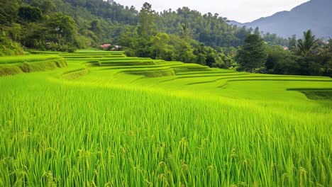 lush green rice terraces