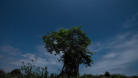 baoba, lapso de tiempo nocturno, angola, áfrica