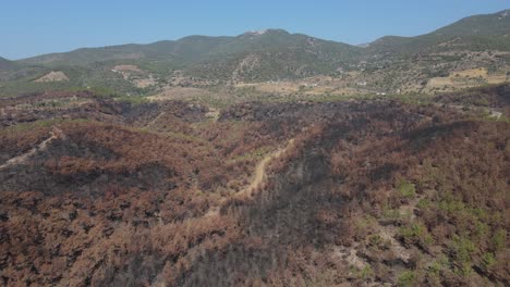 Burnt-Nature-Forest