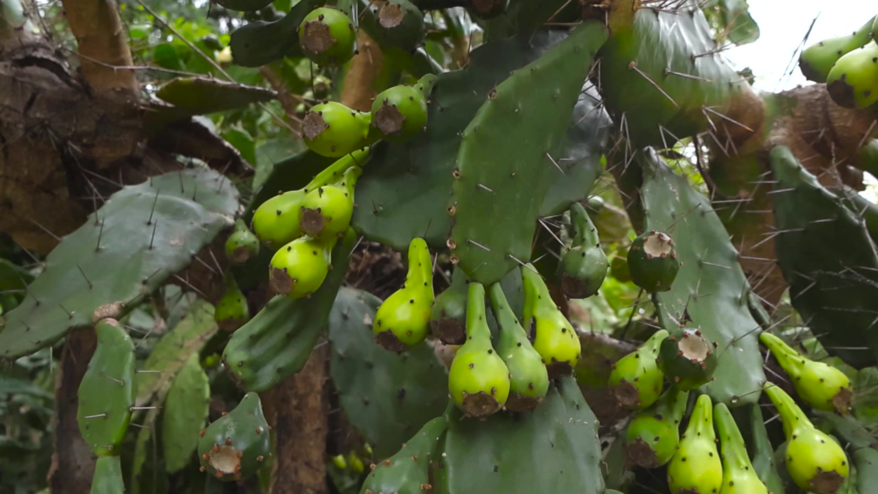 Close-up de um cacto Opuntia ficus indica com seus cladódios cobertos por espinhos afiados e frutos verdes jovens e imaturos crescendo.