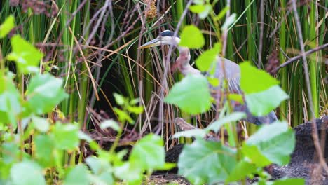 A-Great-Blue-Heron-Stalks-its-Prey