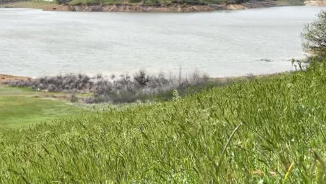 low-angle view of a grassy hillside of emigrant lake in southern oregon.